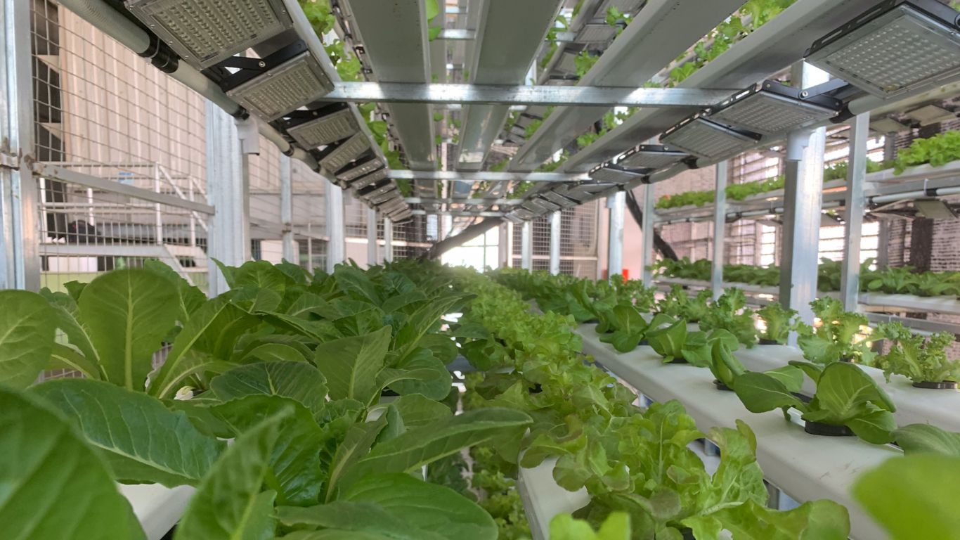 Hydroponic Farm Rosewood Phnom Penh Sustainable Efforts Cambodia